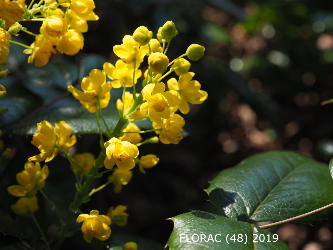 Mahonia, Holly-leaved flower